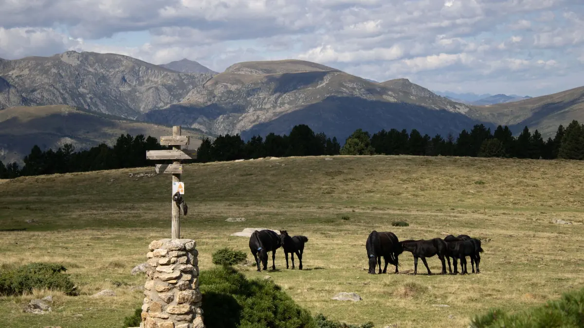 Cavalli neri al pascolo su un prato d'alta quota accanto a un cartello di legno su una base di pietra, con pinete e vette dei Pirenei sullo sfondo