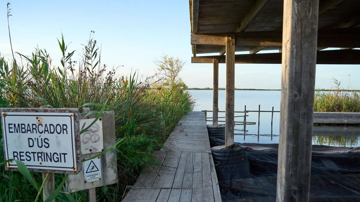 Una pasarela de madera y un embarcadero cubierto entre cañas altas junto a una laguna tranquila del Delta del Ebro, con un cartel que dice Embarcador d'ús restringit