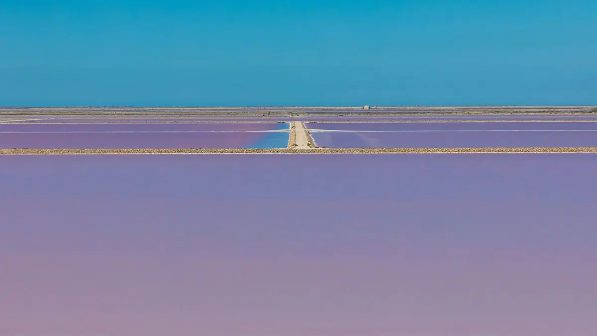 Pink and purple salt pans stretching to the horizon under a clear blue sky in the Camargue, divided by narrow earth dykes